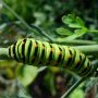Chenille de machaon