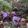 Céphalanthère rouge