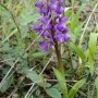 Orchis bouffon