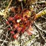Drosera à feuilles rondes