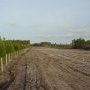 Aspect du chantier dans la forêt du Nord-Gironde (décembre 2012)